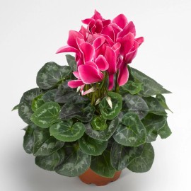 cyclamen synchro sierra 15 Cyclamen Seeds Sierra Synchro Wine Flame