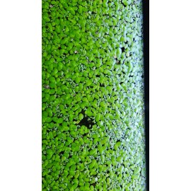 120+ GIANT/BIG/LARGE Duckweed Aquarium or Pond plant BUY TWO GET ONE FREE!