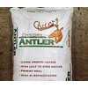 Antler Chicory Wildflower Seeds (Cichorium intybus), 4 Oz, Over 100,000