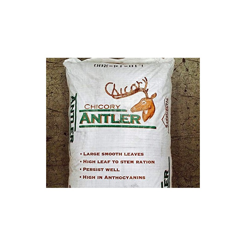 Antler Chicory Wildflower Seeds (Cichorium intybus), 4 Oz, Over 100,000