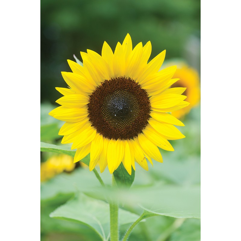 Burpee Jua Maya Hybrid Sunflower Seeds 45 seeds