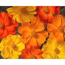 PREMIER SEEDS DIRECT - Cosmos - Bright Lights Mix - 900 Flower Seeds