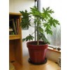Maradol Papaya Tree Seeds! Grows fruit in only 9 MONTHS
