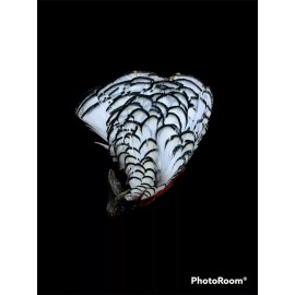 Unbranded Natural White Lady Amherst Cape Fly Tying, Craft feathers