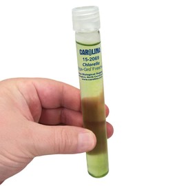 Chlorella, Living Green Algae Culture, Enough Materials For A Class Of 30
