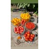 Rhiannons_garden_goodies Ditmarsher Micro Dwarf Tomato Seeds Organic 10 Count *Free