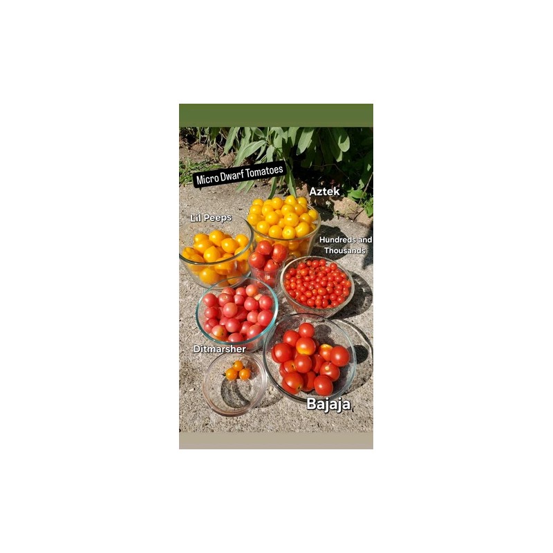 Rhiannons_garden_goodies Ditmarsher Micro Dwarf Tomato Seeds Organic 10 Count *Free