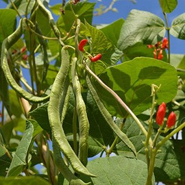 Scarlet Runner Pole Bean Seeds - 5 Lb - Non-GMO, Heirloom - Vegetable Garden Seeds - Also Called: Mammoth, Red Giant Bean