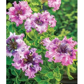 SATLOTY Garden Plants Flower Seeds 2000 Pcs Petunia Seeds Spellbound Mix Hybrid