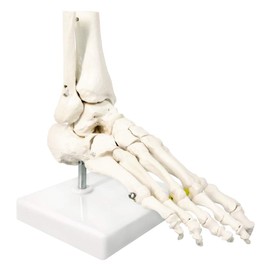 NEW HORIZON Foot Skeleton Model On Elastic, W/Tibia-Fibula Stump Strung Elastic Bungee, Natural Cast for Accurate Representation Study Kinematics Podiatrist Orthotisit Physiotherapist