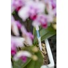 IPPINKA Sustee Aquameter, Bundle of 12, House Plant Soil Moisture