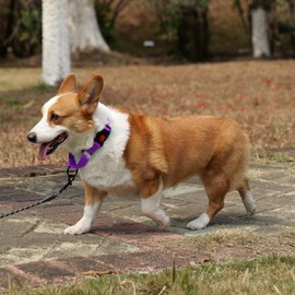 Martingale Dog Collar Reflective Heavy Duty Out Martingale Collar with Quick Release Buckle No Slipping Nylon Pet Collar Adjustable with Safety Lock (Purple, L(16''-22''Length, 1''Width))