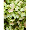 Osaka Purple Mustard Seeds: 5 Lb - Bulk, Non-GMO Seeds
