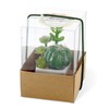 Kishima KH-60984 CT Catalyst Deodorizing Artificial Green Succulent Refellium