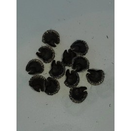 Flowers Hollyhock Perennial Flower Seeds