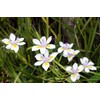 African Iris White - 3 Live Plants - Dietes Iridioides