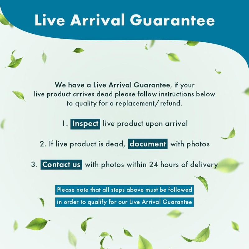 SubstrateSource Live Jungle Plants - Anubias Heterophylla ‘Supernova’ - Large