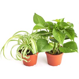 Shop Succulents | Vining Collection | Hand Selected, Air Purifying Easy Care Live Indoor/Outdoor Variety of House Plant in 4" Grow Pot, Spider & Pothos, 4-Inch