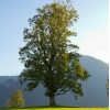 Tree Silver Maple Tree - 12-18" Tall - Live Plant