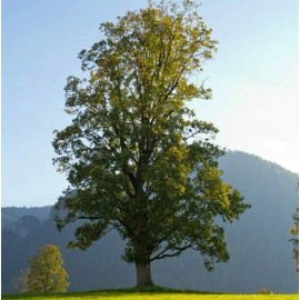 Tree Silver Maple Tree - 12-18" Tall - Live Plant - Quart Pot - Acer Saccharinum