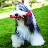 KONG - Squeezz Ball - Strong Squeaky Dog Toy, Bounces