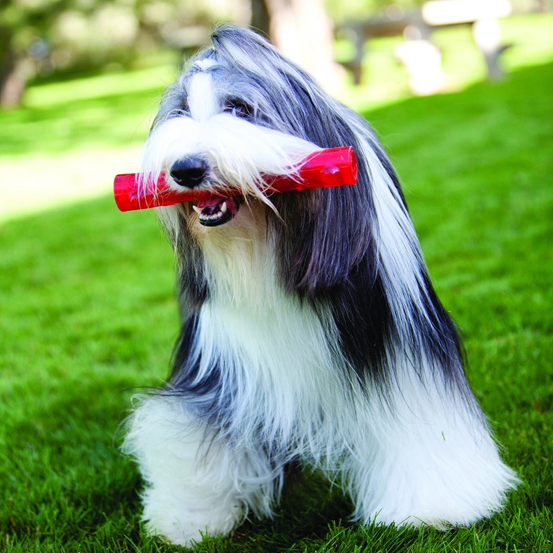 KONG - Squeezz Ball - Strong Squeaky Dog Toy, Bounces