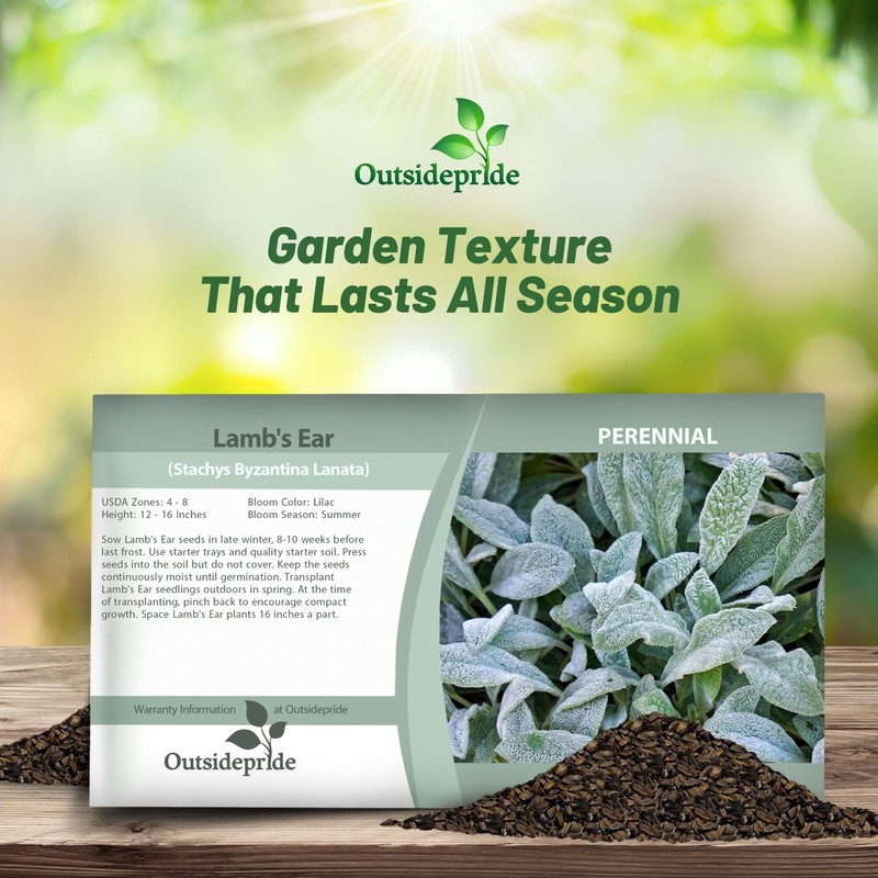 Outsidepride Stachys Byzantina Lamb's Ear Seeds - 1000 Pcs Perennial