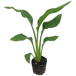 Live Orange Birds of Paradise Plant - ‘Orange Birds of Paradise’ Strelitzia Reginae - ragnaroc Tropical Plant 6-10” Tall - 5ct - Live Arrival Guaranteed - House Plants for Home Decor & Gift