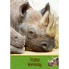 Rhino Birthday Card