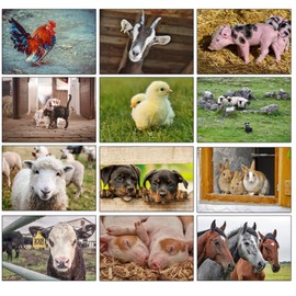 the lazy panda card company 12 Blank Inside Greeting Cards with Beautiful Photos on the Front - with Envelopes (Farm Animals)