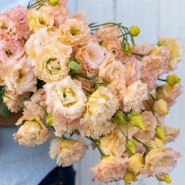 Voyage 2 Champagne Pelleted Lisianthus Seeds (Eustoma grandiflorum) Packet of 20 Seeds