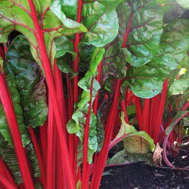 TomorrowSeeds - Ruby Red Rhubarb Swiss Chard Seeds - 100+ Count - for 2025 Planting USA Garden Vegetable Rainbow Colorful Silver Beet Spinach Bok Choy Non-GMO Heirloom Grow Your Own Home Farm Patio