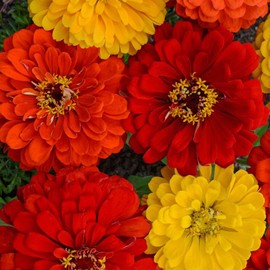Outsidepride 1000 Seeds Annual Zinnia Elegans Lava Lamp Flower Seed Mix for Planting
