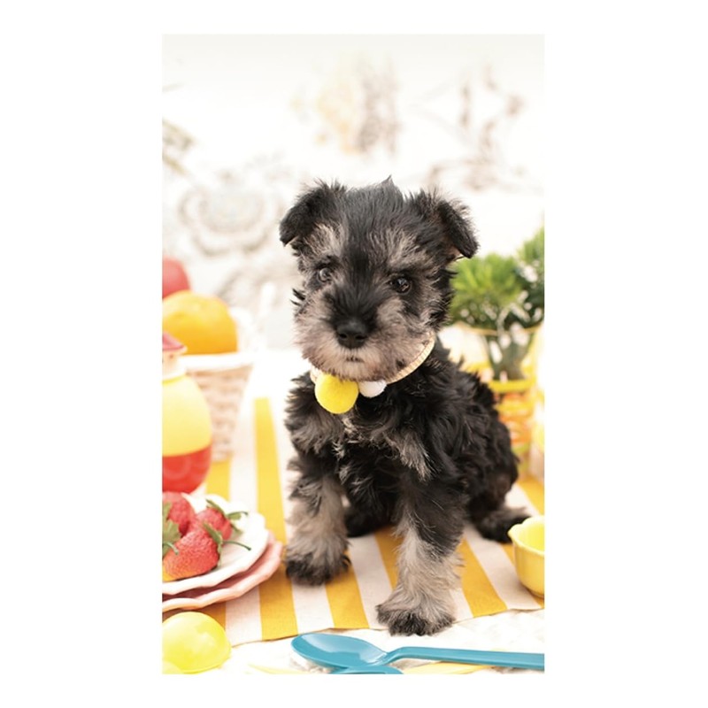 2026 Calendar Puppy (Tabletop)