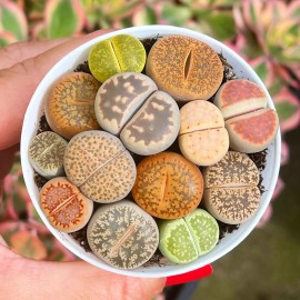 100pcs Mixed Succulent Plant Seeds, Living Stones Lithops Seeds.