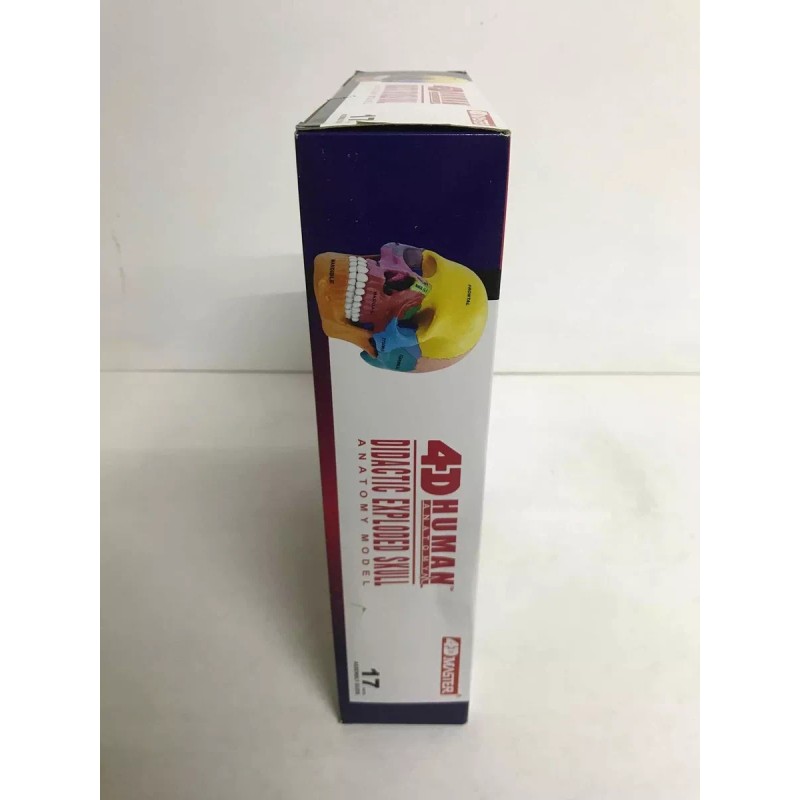 4D Master Craneo Humano Colores Desarmable Didactico 1:2 4d Master