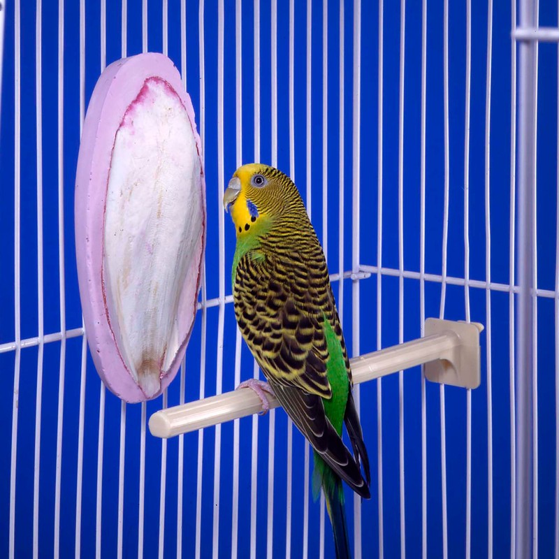 Penn-Plax Bird-Life 2-in-1 E-Cuttlebone & Mineral Block – Bananna &