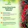 Outsidepride Bright Red Castor Bean Seeds - 15 Pcs Annual