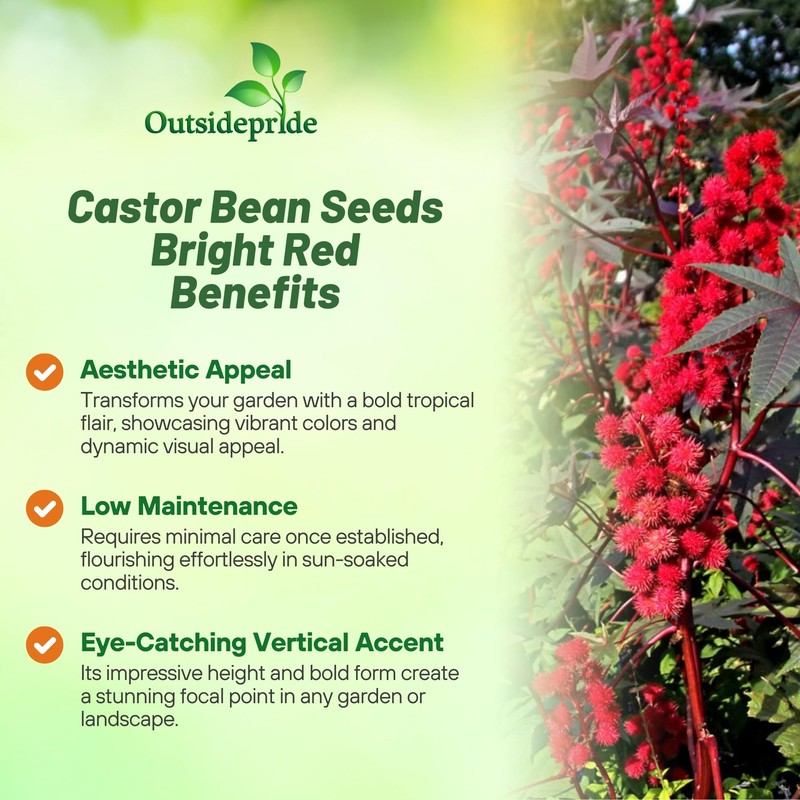 Outsidepride Bright Red Castor Bean Seeds - 15 Pcs Annual