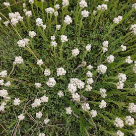 Outsidepride 1000 Seeds Perennial Antennaria White Ground Cover Seeds for Planting