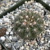 Gymnocalycyum Ruta