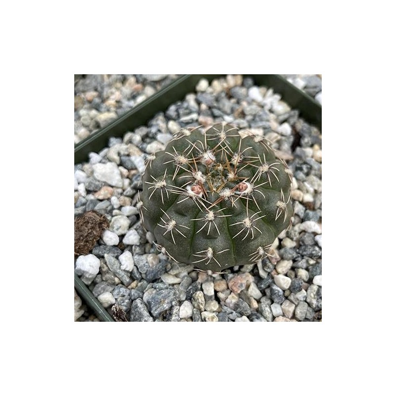 Gymnocalycyum Ruta
