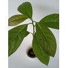 Tree Large California Avocado Live Organic Fruit Rooted Evergreen Tree