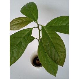 Tree Large California Avocado Live Organic Fruit Rooted Evergreen Tree 12"+