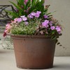 Outsidepride Hypoestes Splash Pink Plant Seed - 400 Seeds