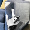 8pcs Cat Scratch Furniture Protector Pad Pet Couch Protector Cat