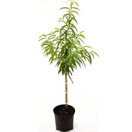 Generic Loring Peach Tree, Freestone, Large Sweet Fruit, Cold Hardy, Self-Pollinating, Fruit Bearing, 5 gal, Nursery Pot, Green