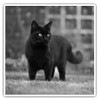 2 x 7.5cm Square Vinyl Stickers - Hunting Black Cat