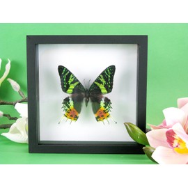 asiahouse24 A Real Exotic Prepared Butterfly in Picture Frame Wall Picture Display Case Entomology Taxidermy (Madagacar Sunset Moth Black Box)