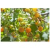Earthcare Seeds Golden Currant 50 Seeds (Ribes aureum) Heirloom -